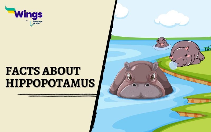 Facts-about-Hippopotamus