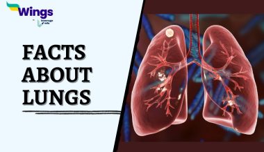 Facts-about-Lungs