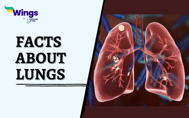 Facts-about-Lungs