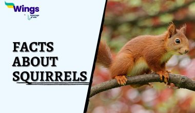 Facts-About-Squirrels