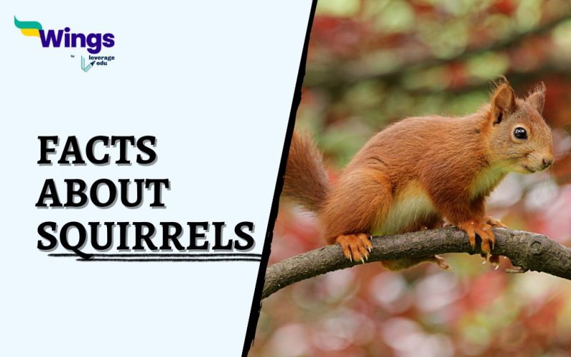 Facts-About-Squirrels