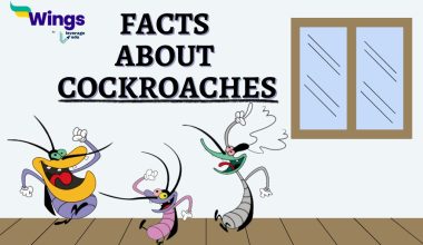 Facts-About-Cockroaches