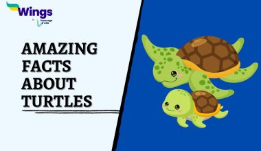 Amazing-Facts-about-Turtles