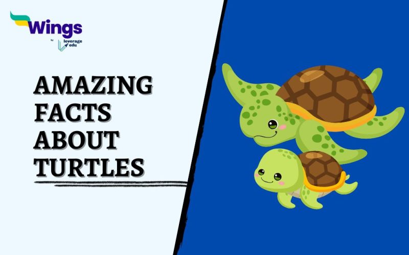 Amazing-Facts-about-Turtles