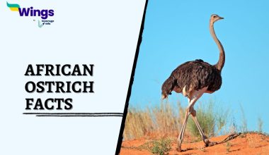 African-Ostrich-Facts