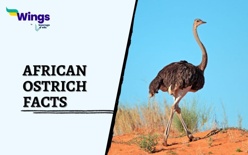 African-Ostrich-Facts