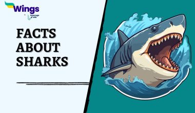 facts-about-sharks