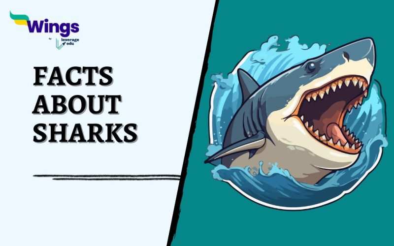 facts-about-sharks