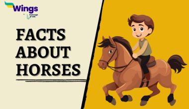 Facts-about-Horses