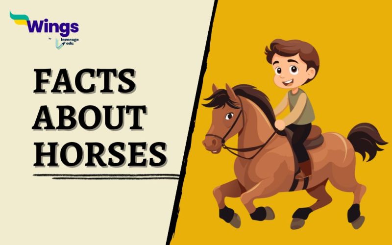 Facts-about-Horses