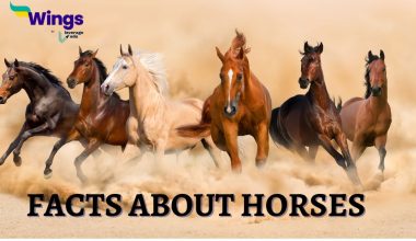 Facts-About-horses