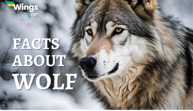 facts-about-wolf