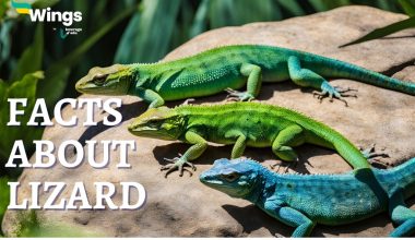 Facts-About-Lizard