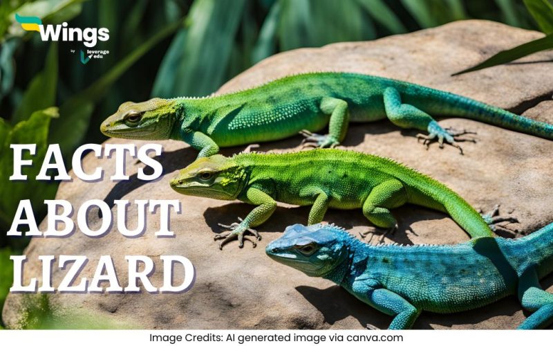 Facts-About-Lizard