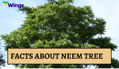 Facts About neem Tree