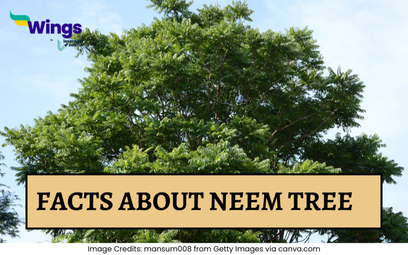 Facts About neem Tree