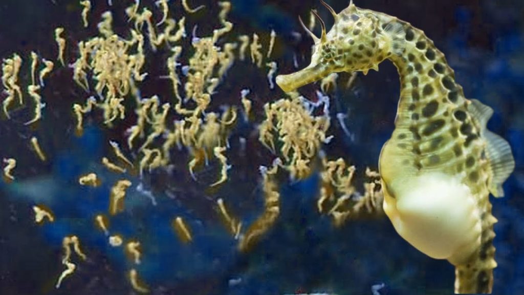 Male Seahorses Carry Babies

