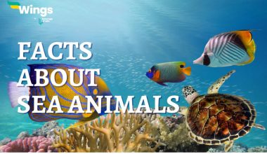 Facts-About-sea-animals-for-Kids