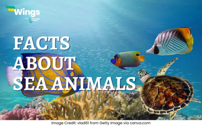 Facts-About-sea-animals-for-Kids