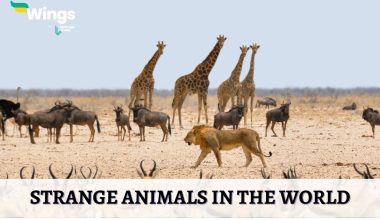 Strange-aNIMALS-IN-THE-WORLD