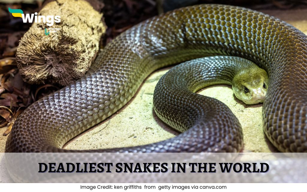 Deadliest-Snakes-in-the-World