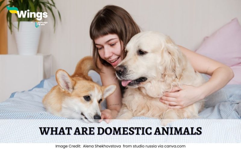 What-are-Domestic-Animals